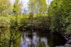 Steinbruch-am-Eichelberg-Fruehling-11