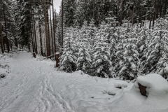Waldnaabtal_Winter2020jpg-28